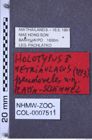 Etiketten zu Metriaulacus pseudoveles (NHMW-ZOO-COL-0007511)